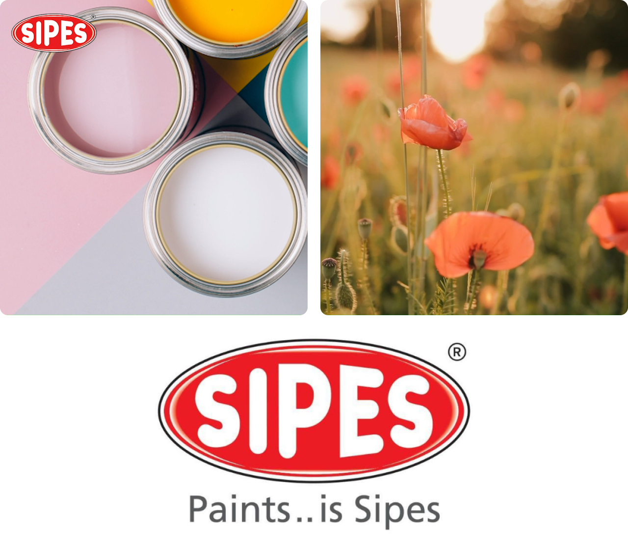 Sipes campaign project showcase